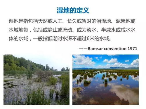 濕地,基礎知識