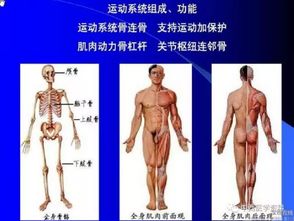人體解剖學(xué)的基礎知識重要考點(diǎn)