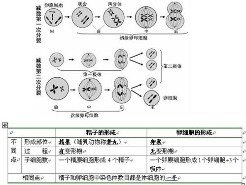 高中減數分裂基礎知識