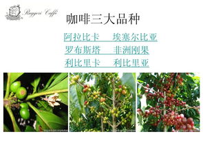 咖啡的基礎知識ppt
