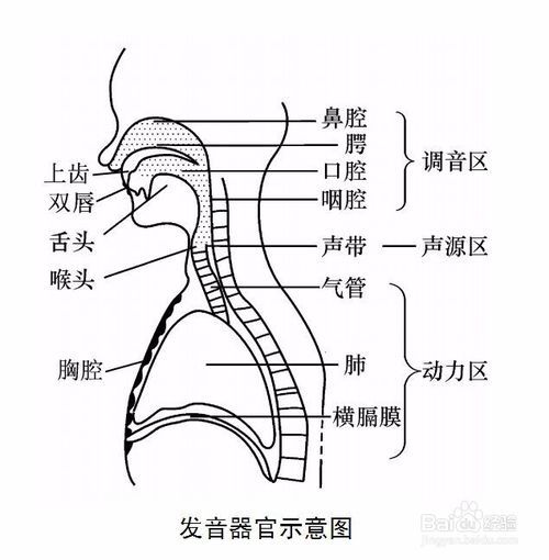 偽聲的基礎知識